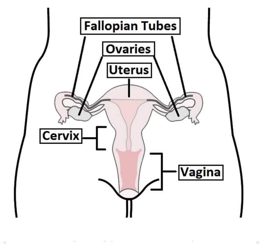 cervix